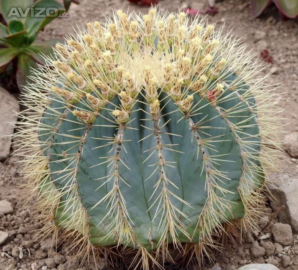Kaktus Ferocactus glaucescens - semena