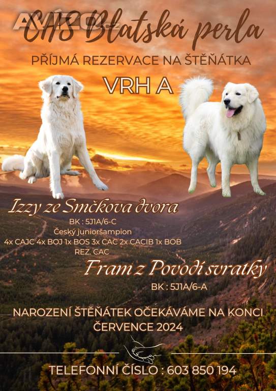 Štěňátka Slovenského Čuvače 