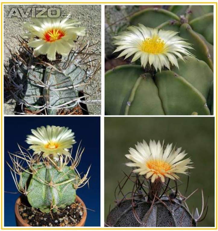 Kaktus Astrophytum niveum směs forem - semena