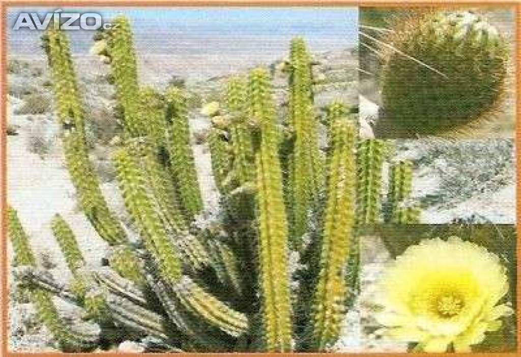 Kaktus Corryocactus brevistylus - SEMENA