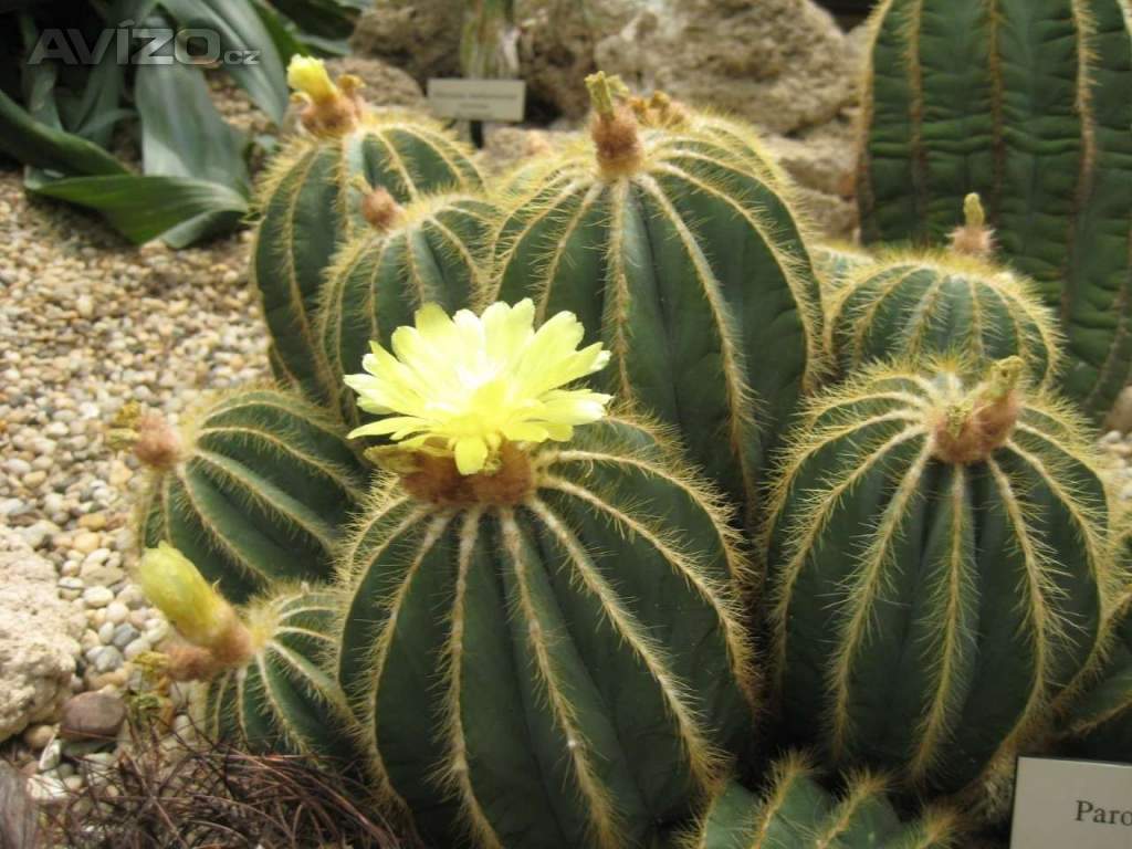 Kaktus Eriocactus magnificus - semena