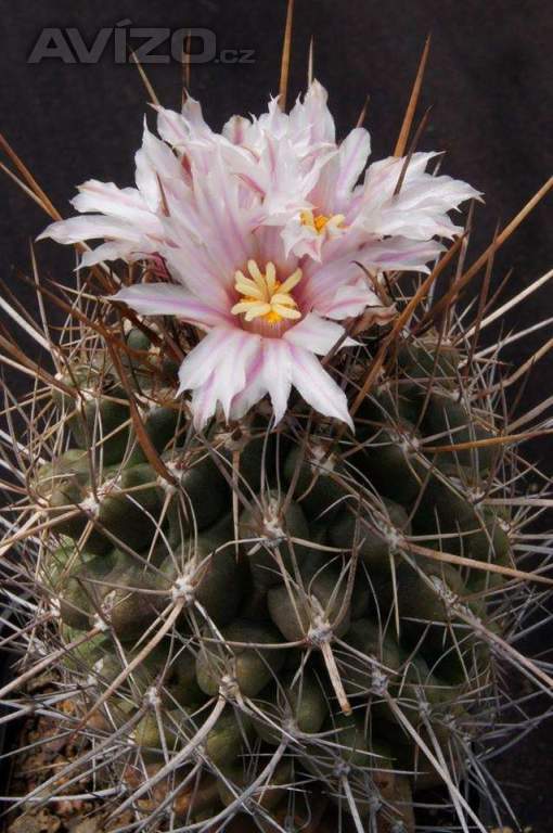 Kaktus Eriosyce taltalensis - semena