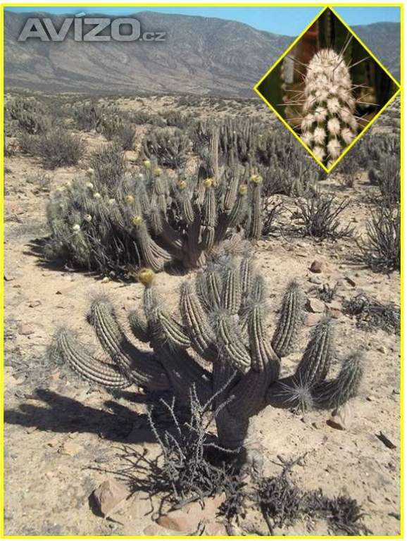 Kaktus Eulychnia breviflora - semena