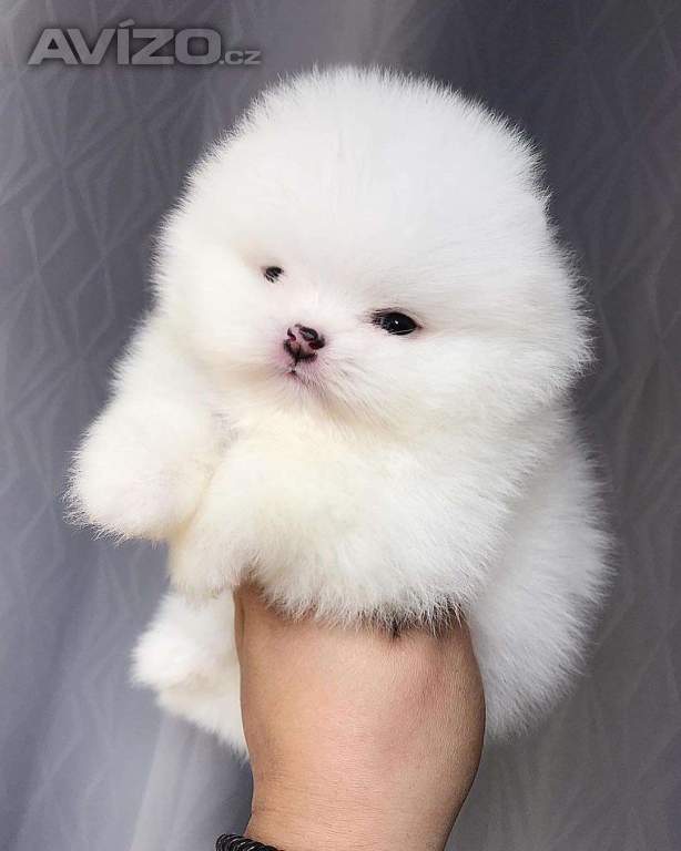 Pomeranian 