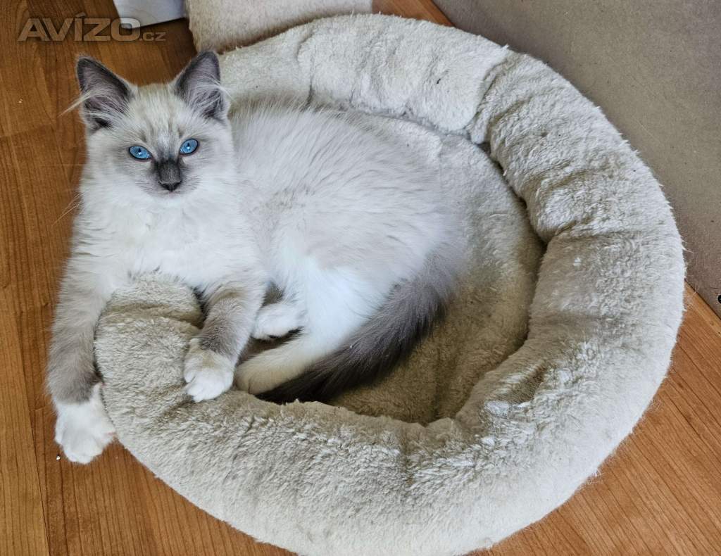 Kocięta Ragdoll 