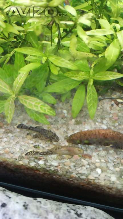 ancistrus sp. akvarijní rybky, přísavec