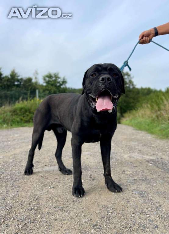 HADES - kříženec Cane Corso 50 kg, 15 měsíců 