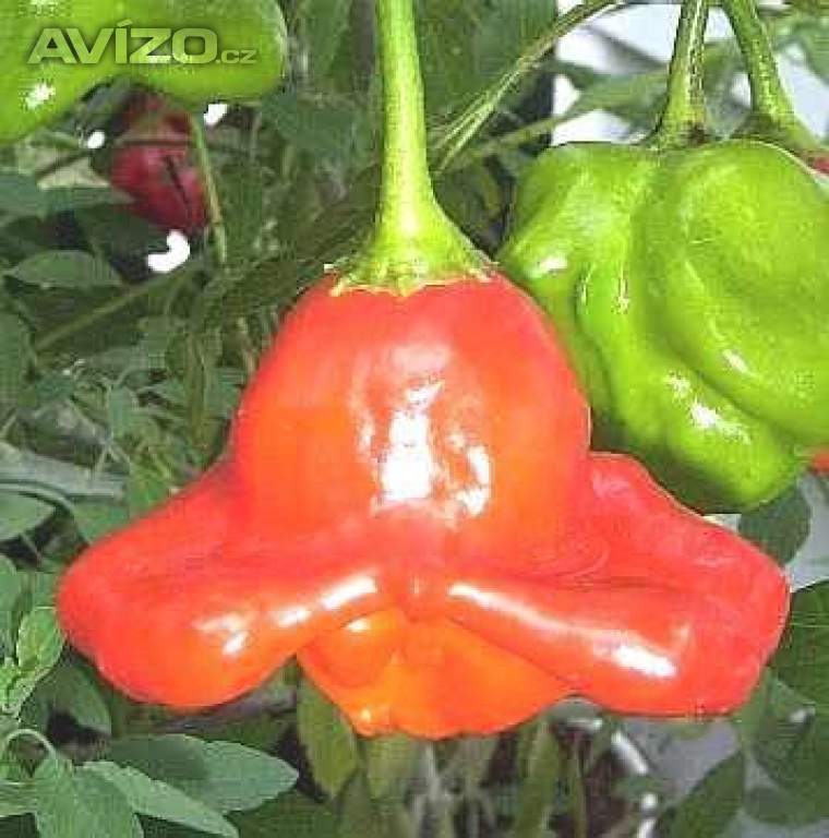 CHILLI BISHOP´S CROWN - SEMENA