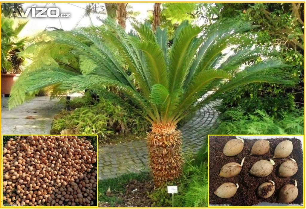 sazenice Cycas Revoluta