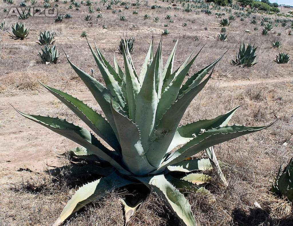 Agave durangensis 3-5 cm