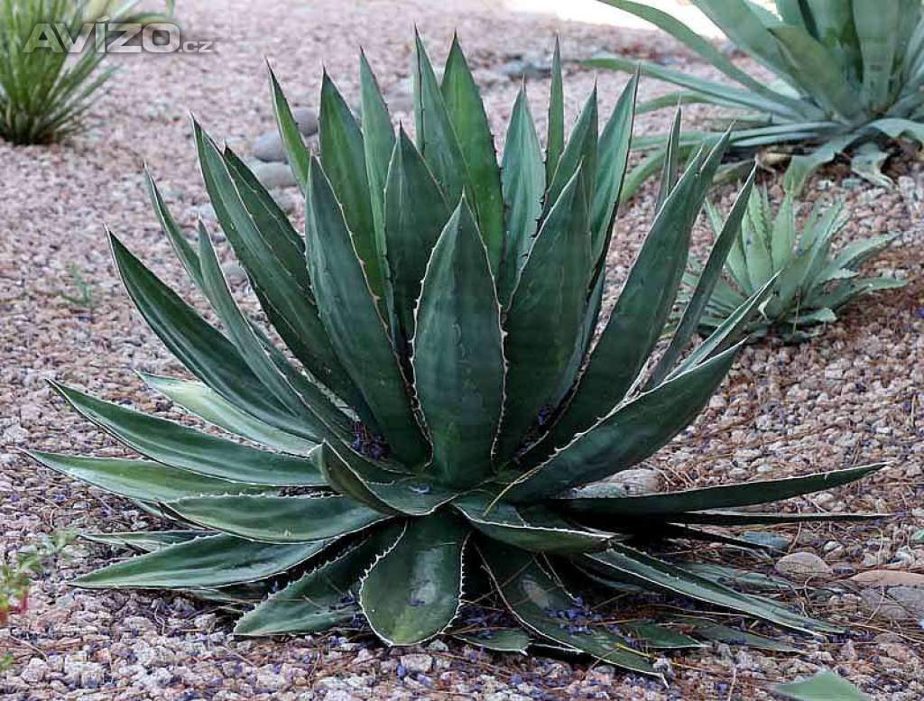 Agave garciae-mendozae