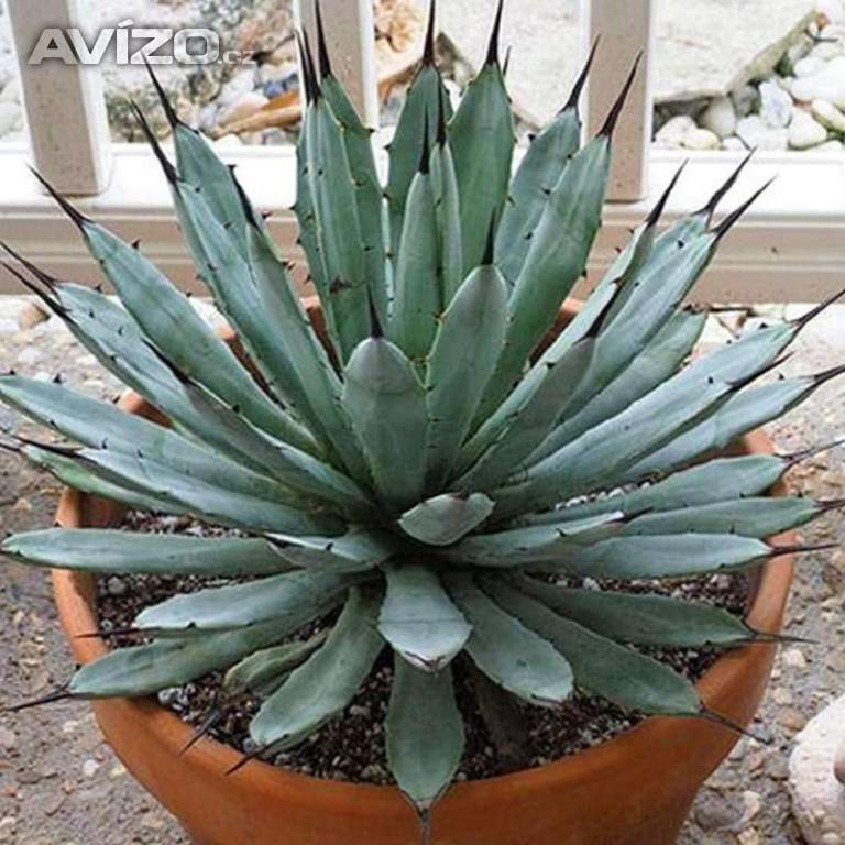 Agave macroacantha