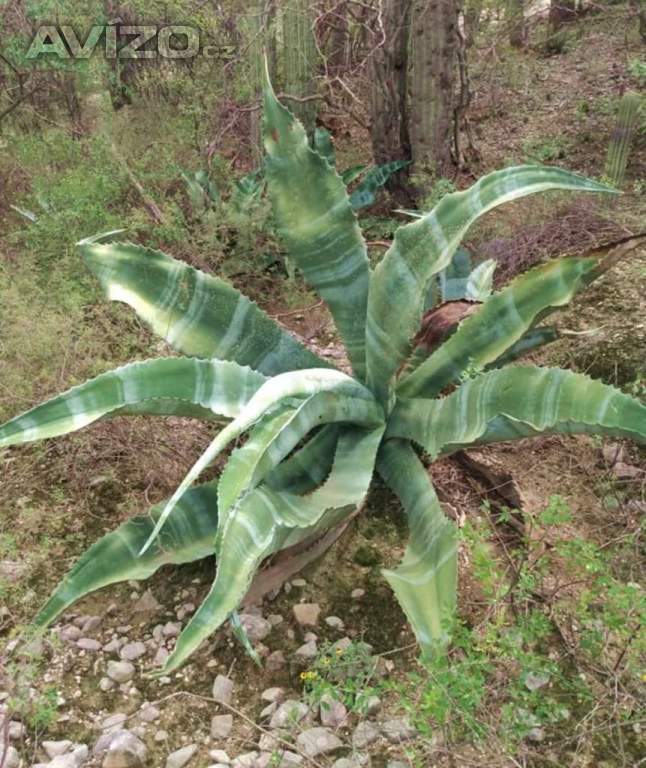 Agave marmorata