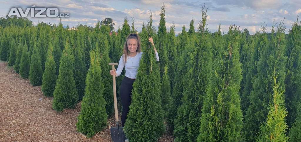 Thuja occ. SMARAGD 150-220cm – Tuje, Tuja, Thuje