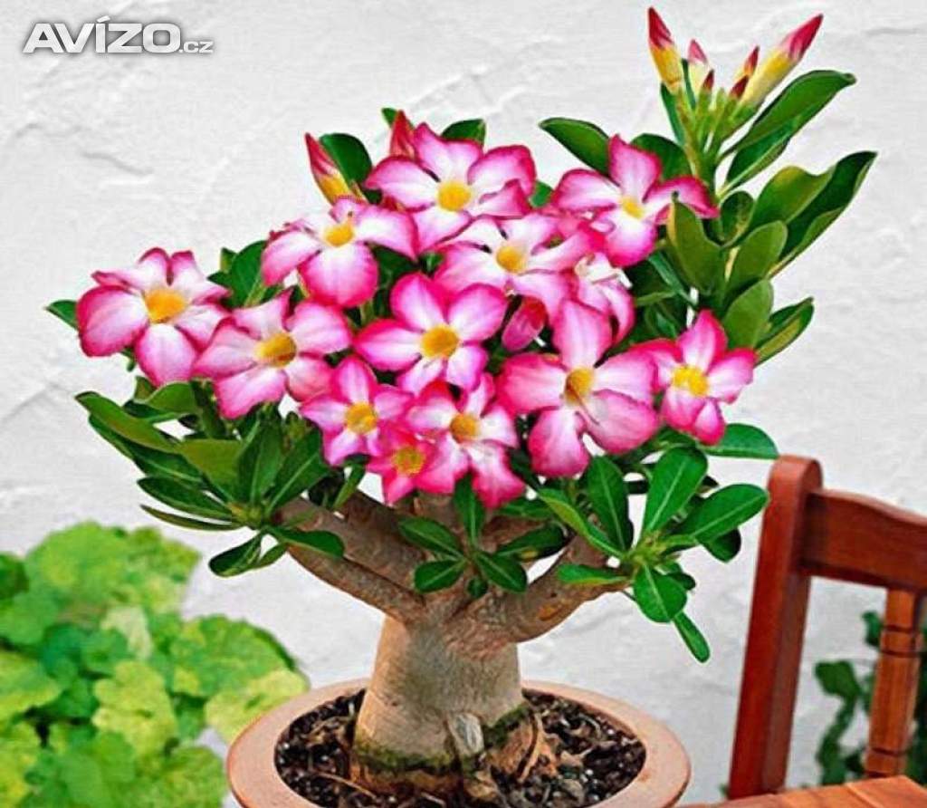 Adenium obesum pink