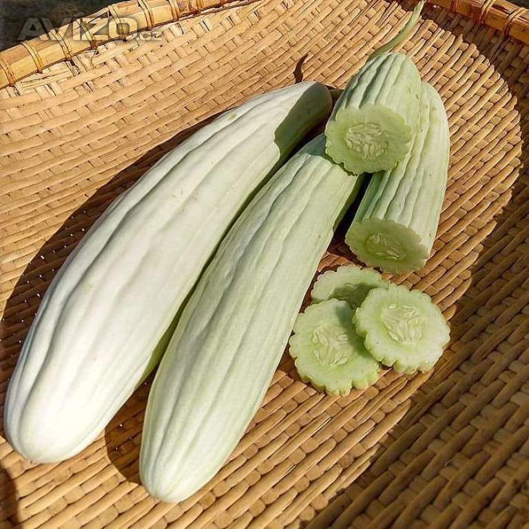 okurka Tortarello Bianco Abruzzese