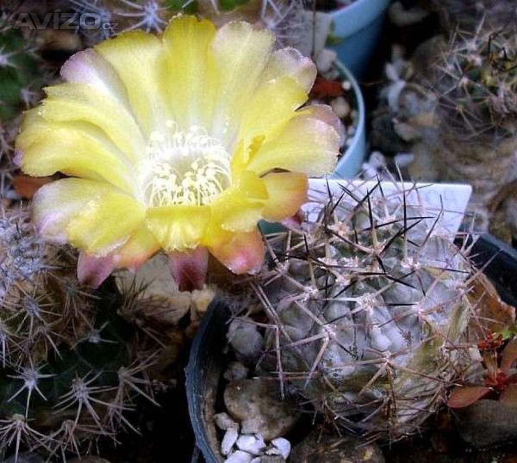 kaktus Acanthocalycium sp. FR 148