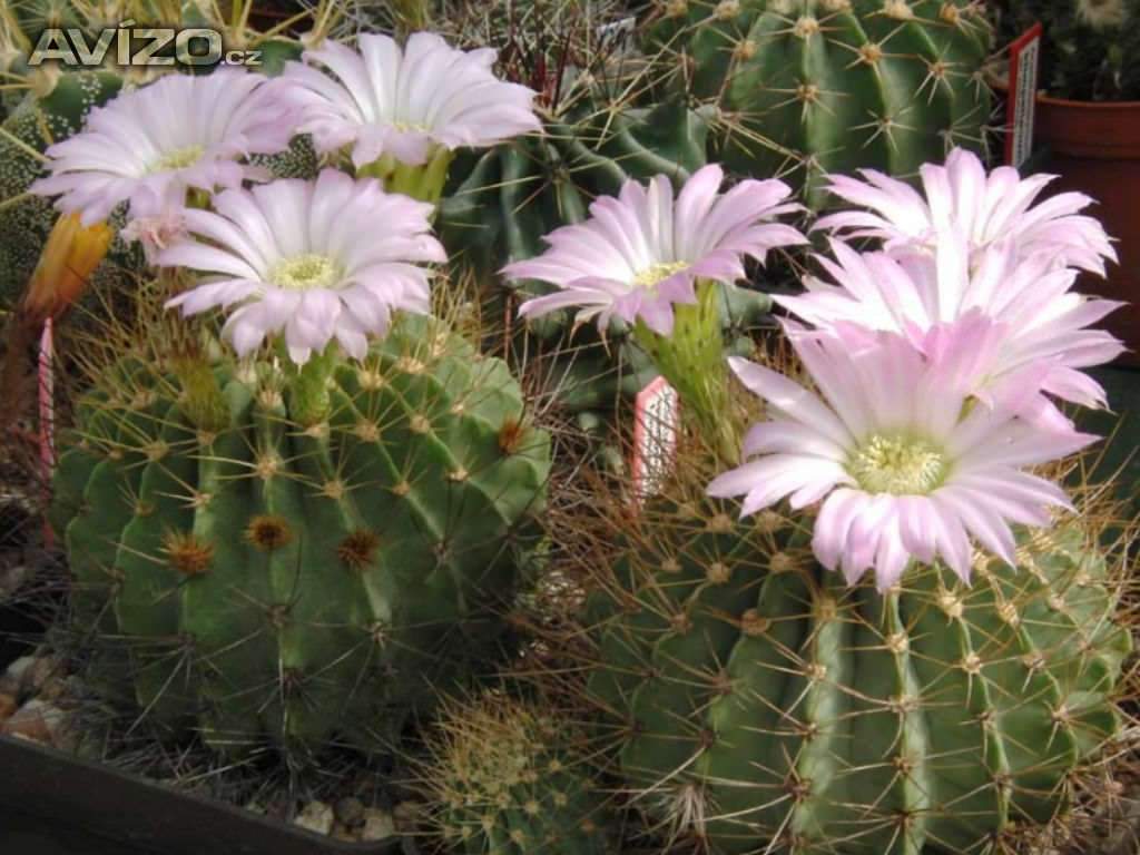 kaktus Acanthocalycium spiniflorum KP 240