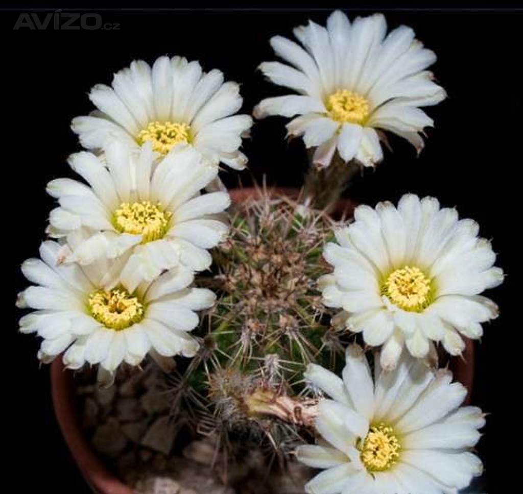 kaktus Acanthocalycium spiniflorum LB 311 Sierra Del Moro