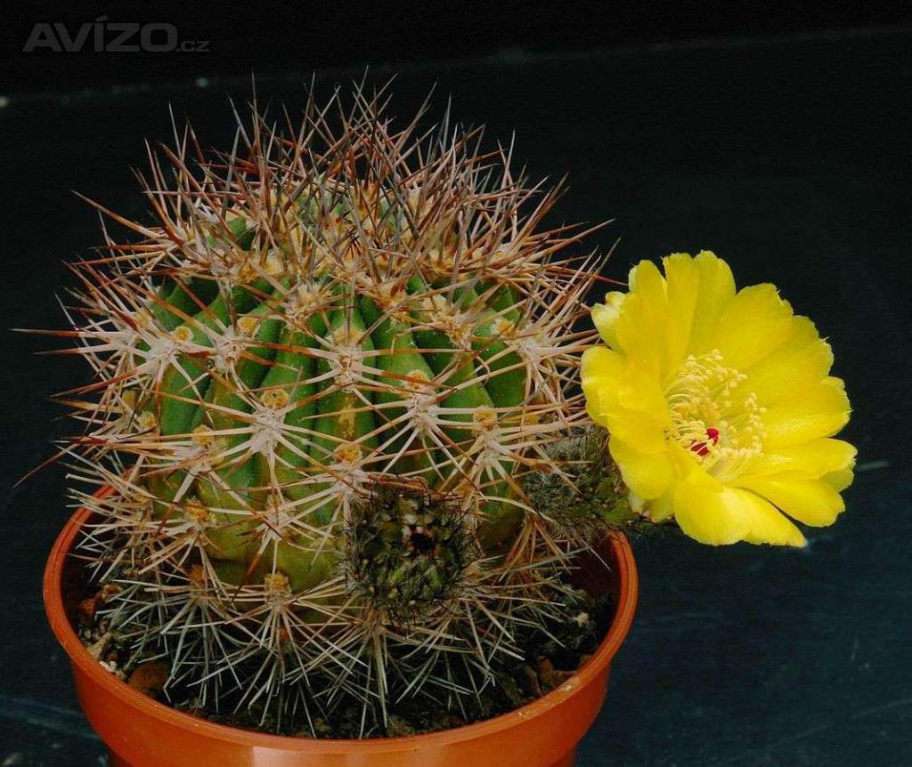 kaktus Acanthocalycium thionanthum