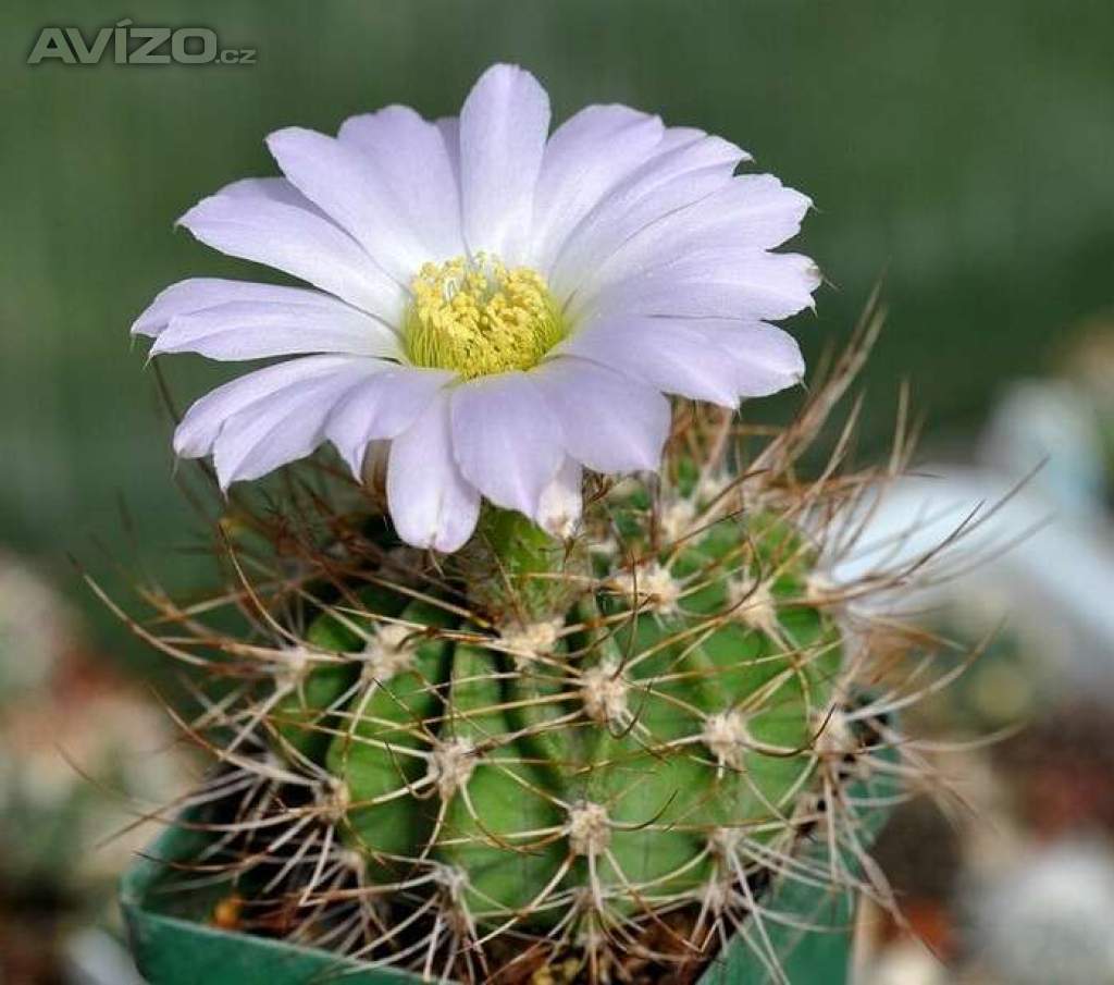 kaktus Acanthocalycium violaceum P 110