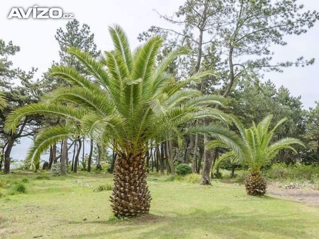 sazenice palma Phoenix canariensis