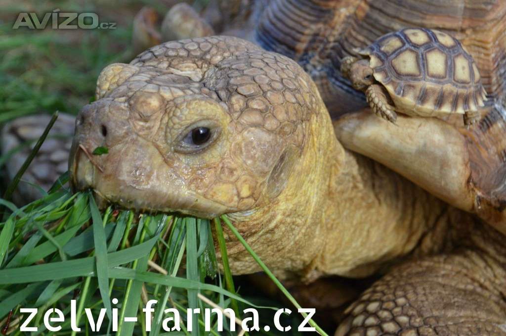 SUCHOZEMSKÉ ŽELVY OSTRUHATÉ – vlastní odchov!