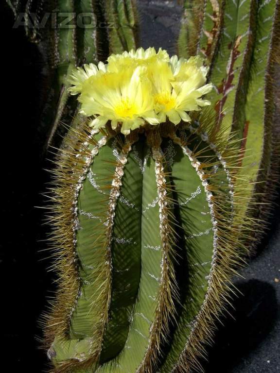 kaktus Astrophytum ornatum