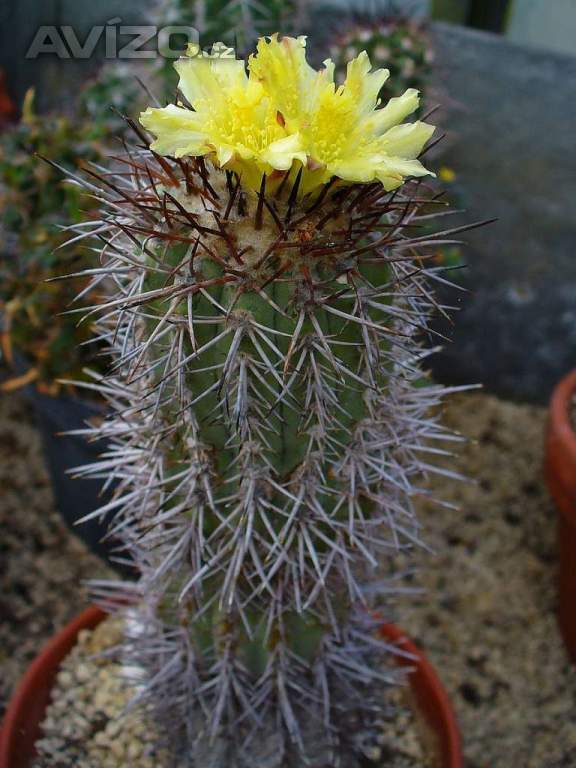 kaktus Copiapoa calderana