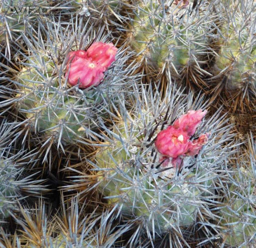 kaktus Copiapoa desertorum: