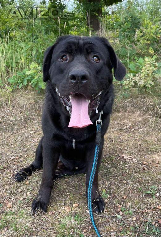 DROBEČEK - kříženec labradora 60 kg, 1 rok