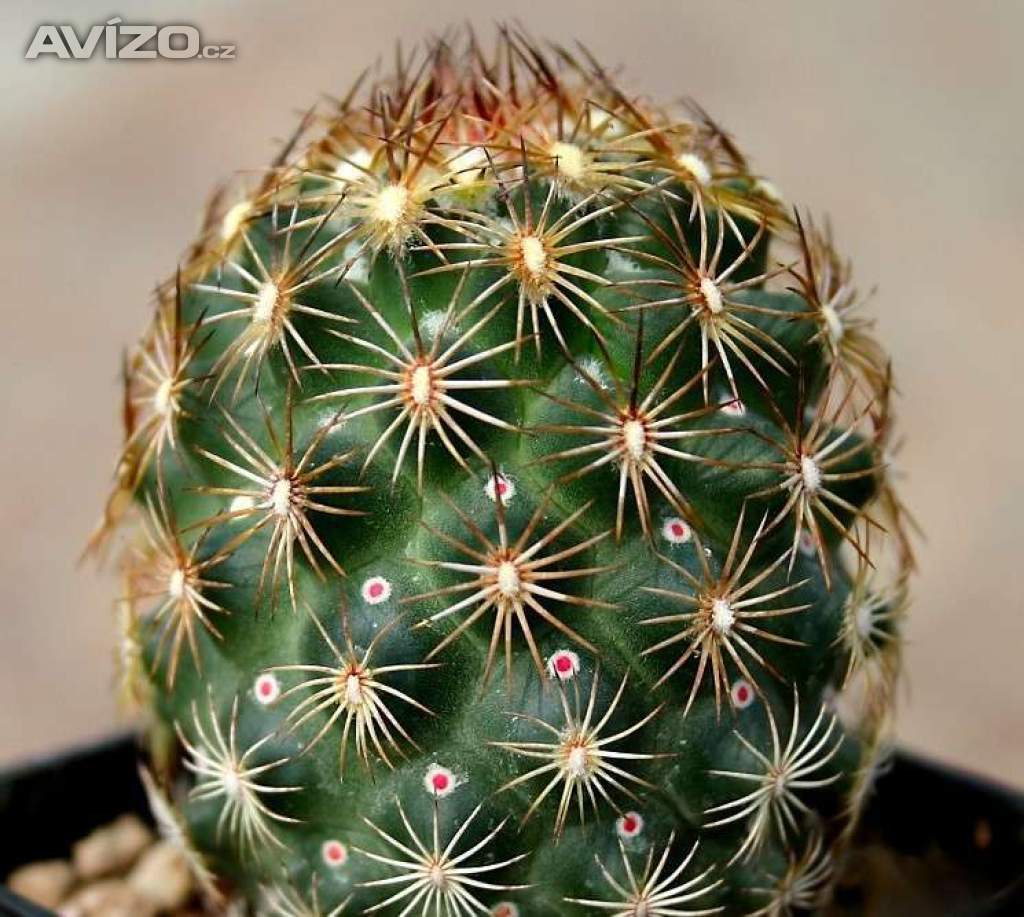 kaktus Coryphantha echinoidea SB 26