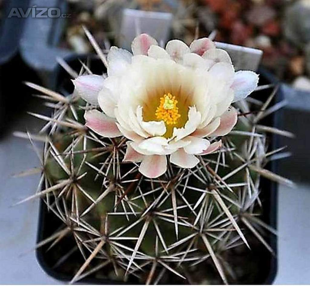 kaktus Coryphantha guerkeana Valparaíso, Zacatecas