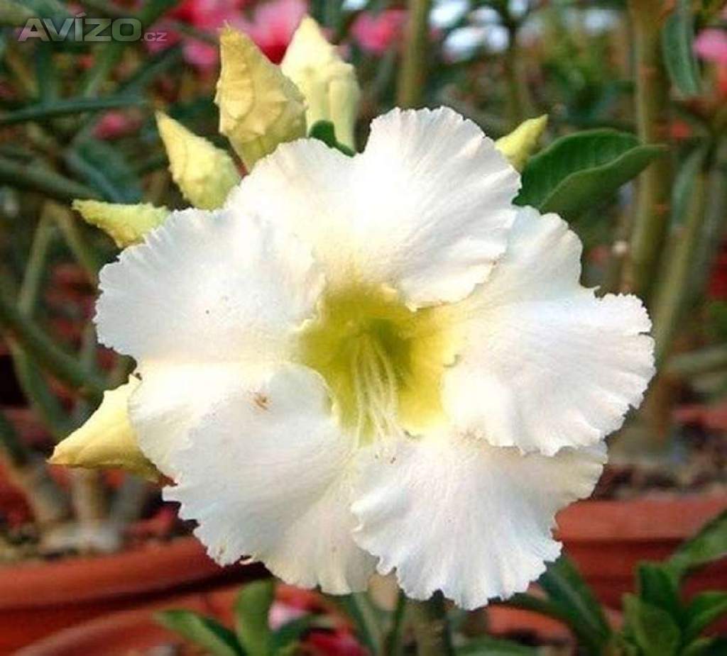 Adenium obesum arctic snow