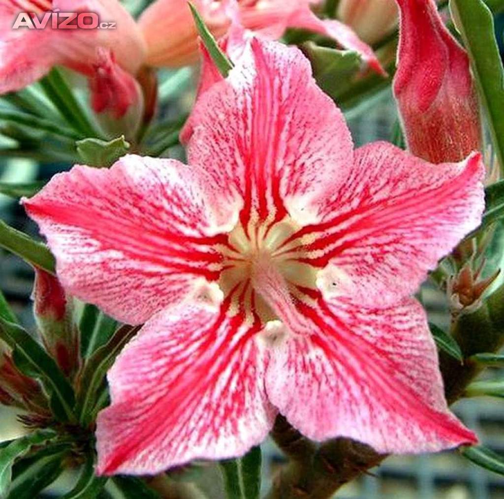 Adenium obesum star of hope