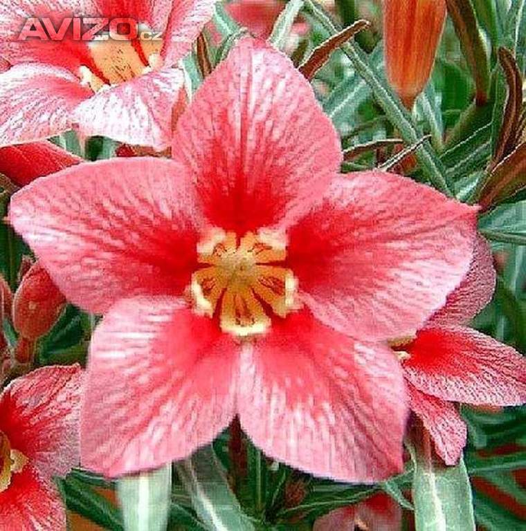 Adenium obesum red flabellate