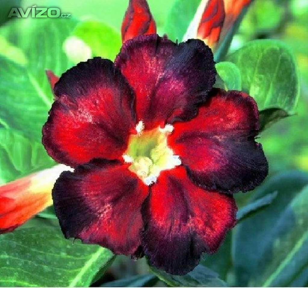 Adenium obesum black fire