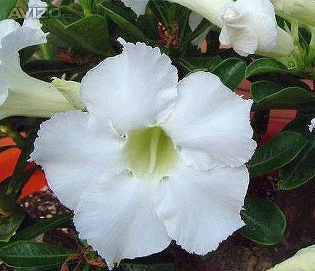 Adenium obesum spindrift