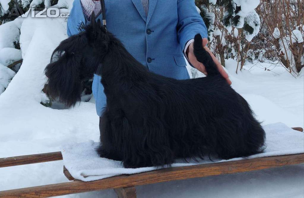 Skotský teriér - scottish terrier s PP FCI