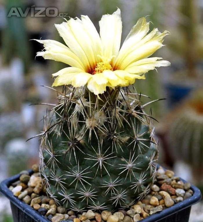 kaktus Coryphantha obscura SB 714