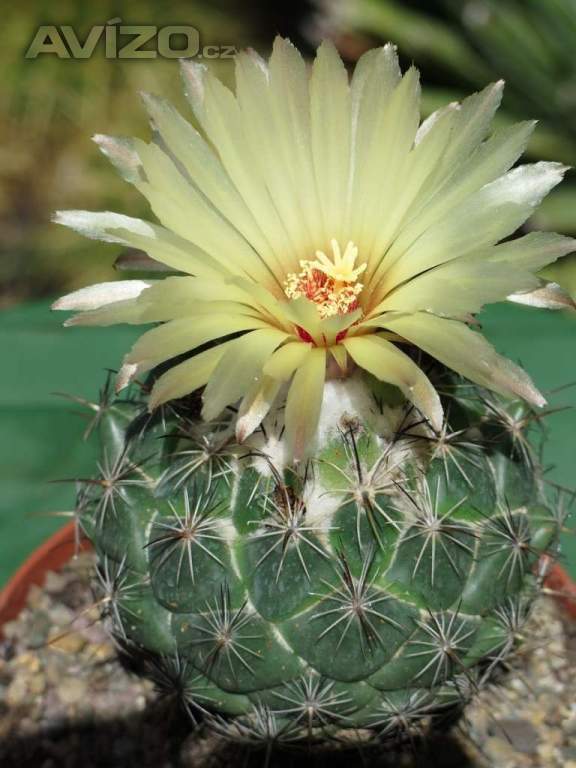 kaktus Coryphantha palmeri