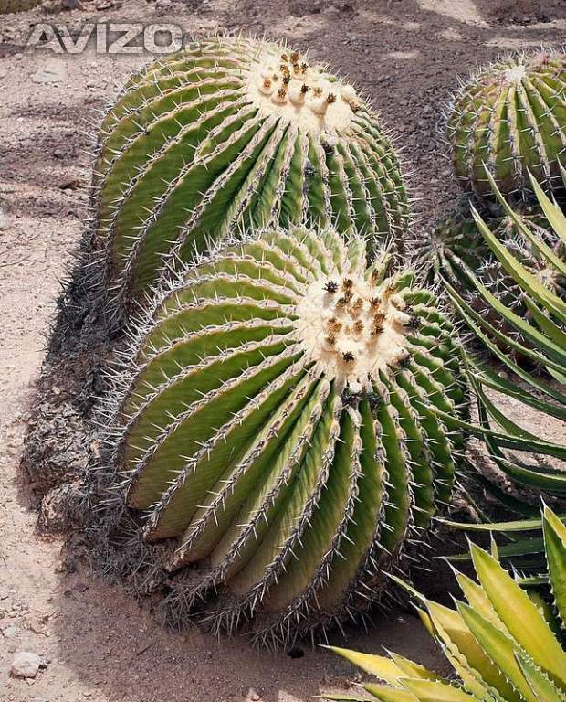 kaktus Echinocactus platyacanthus