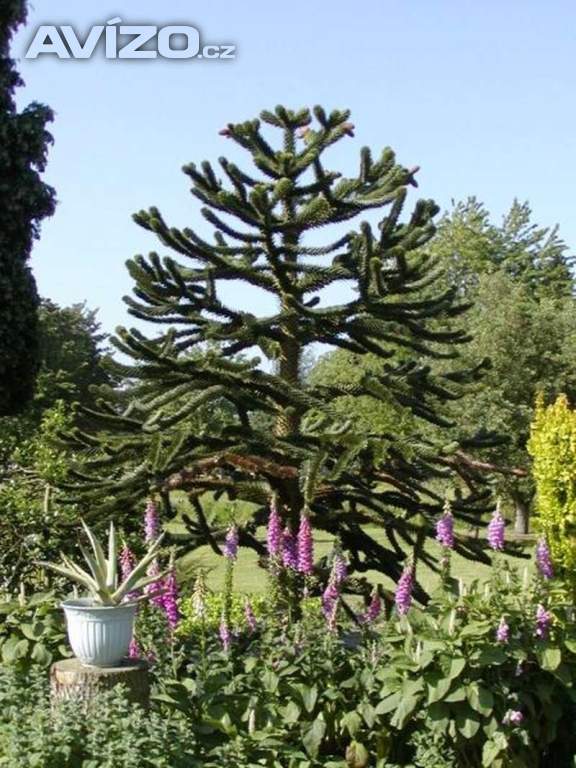 naklíčená semena Araucaria araucana - Blahočet chilský