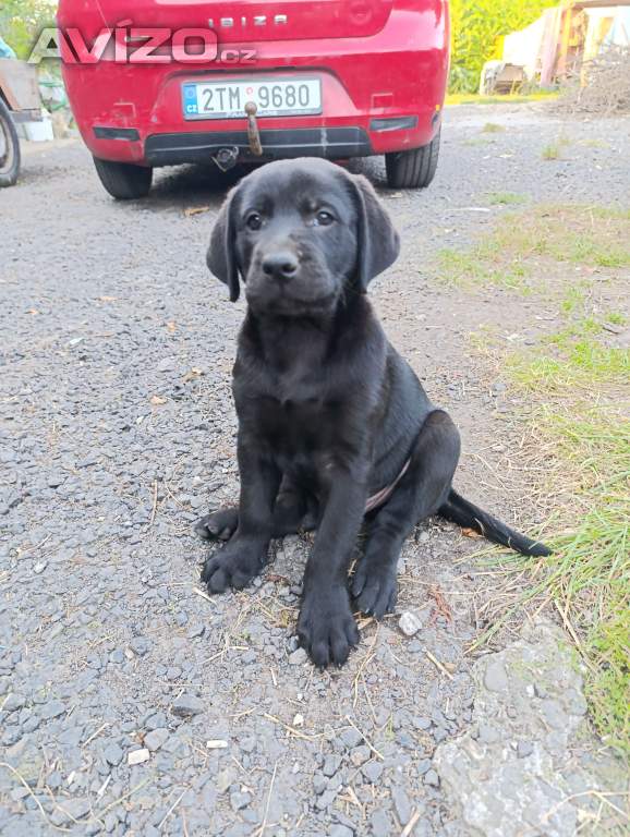 štěňátka labradorských retrívrů 