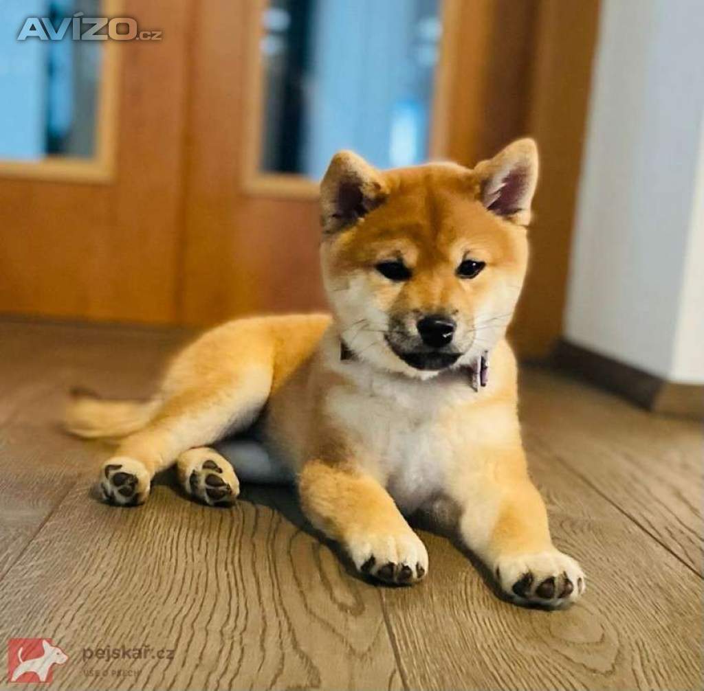 Shiba inu s PP FCI - rezervace štěňátek