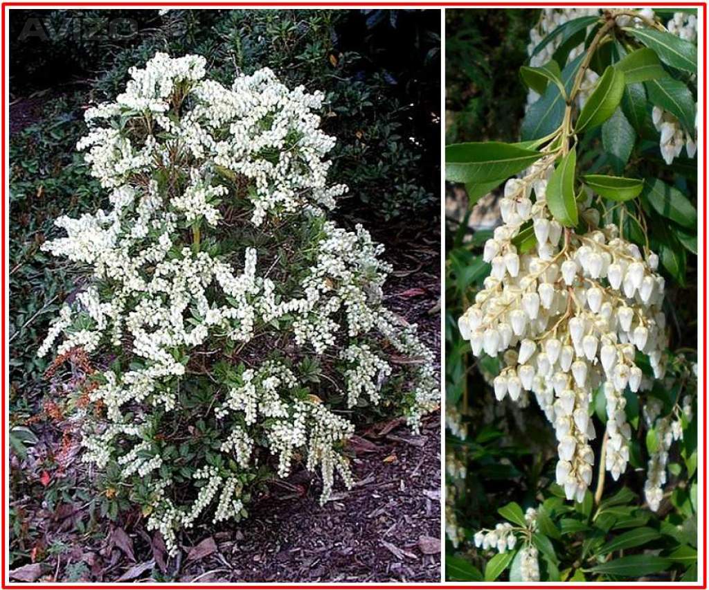 PIERIS JAPONICA - SEMENA