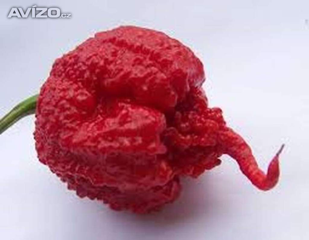 chilli Carolina reaper