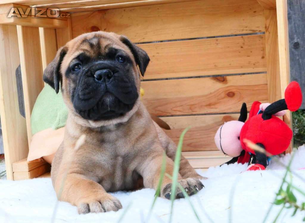 Bullmastif, Bullmastiff