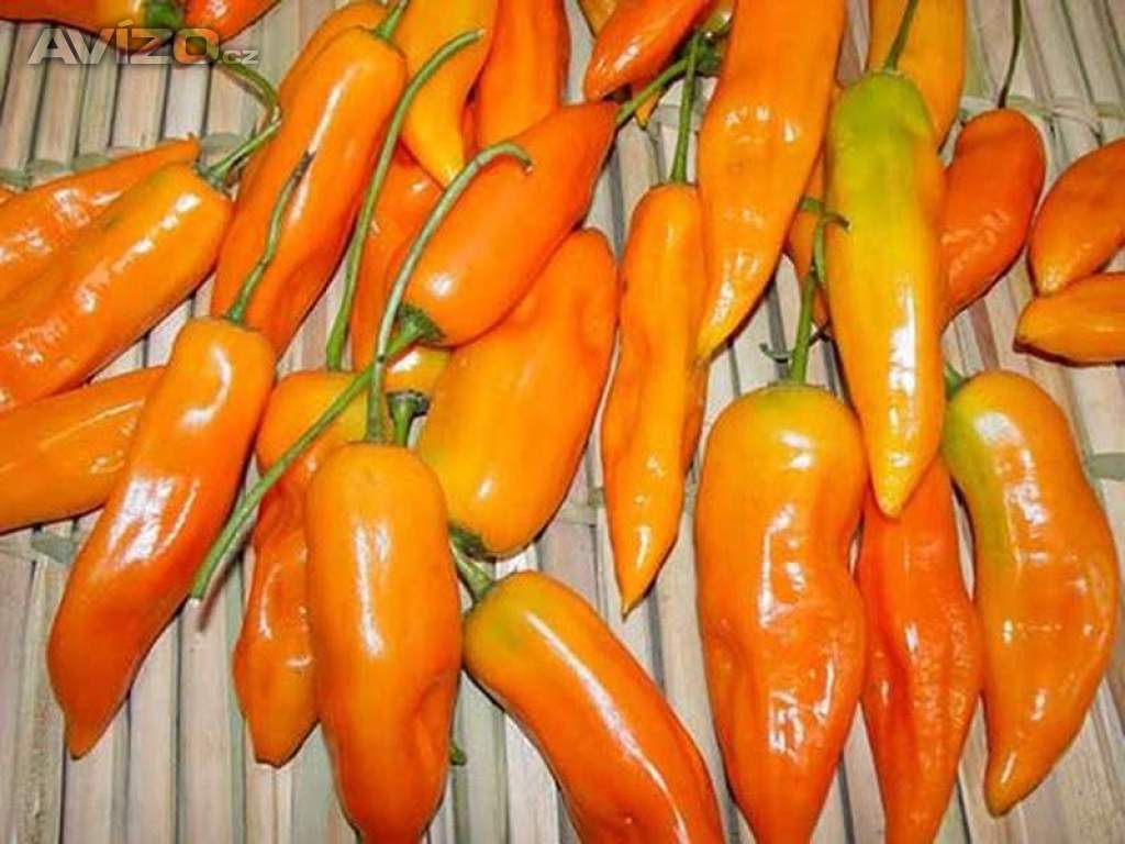 chilli Aji Amarillo