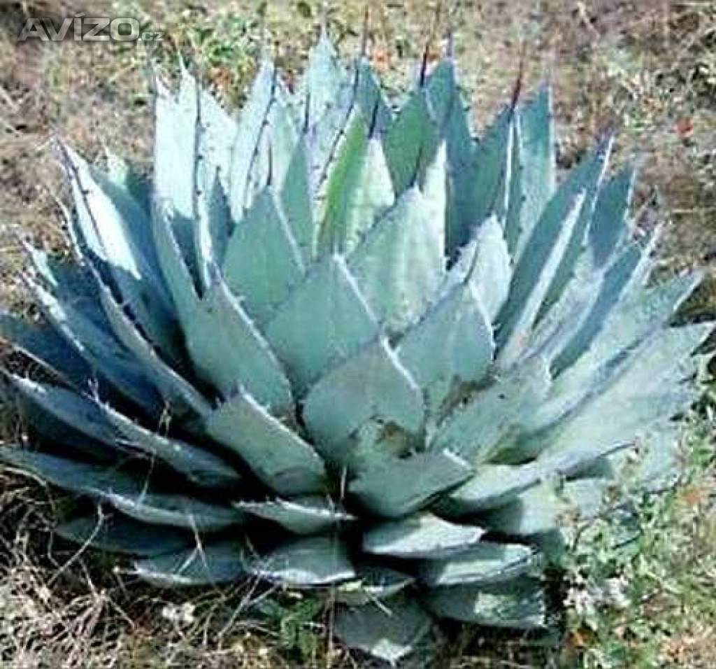 sazenice Agave applanata